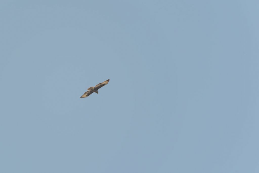 Buteo buteo ?